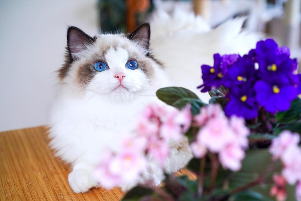 Ragdoll kittens ready for adoption