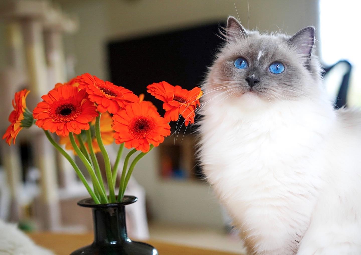 Ragdoll kittens Tasmania