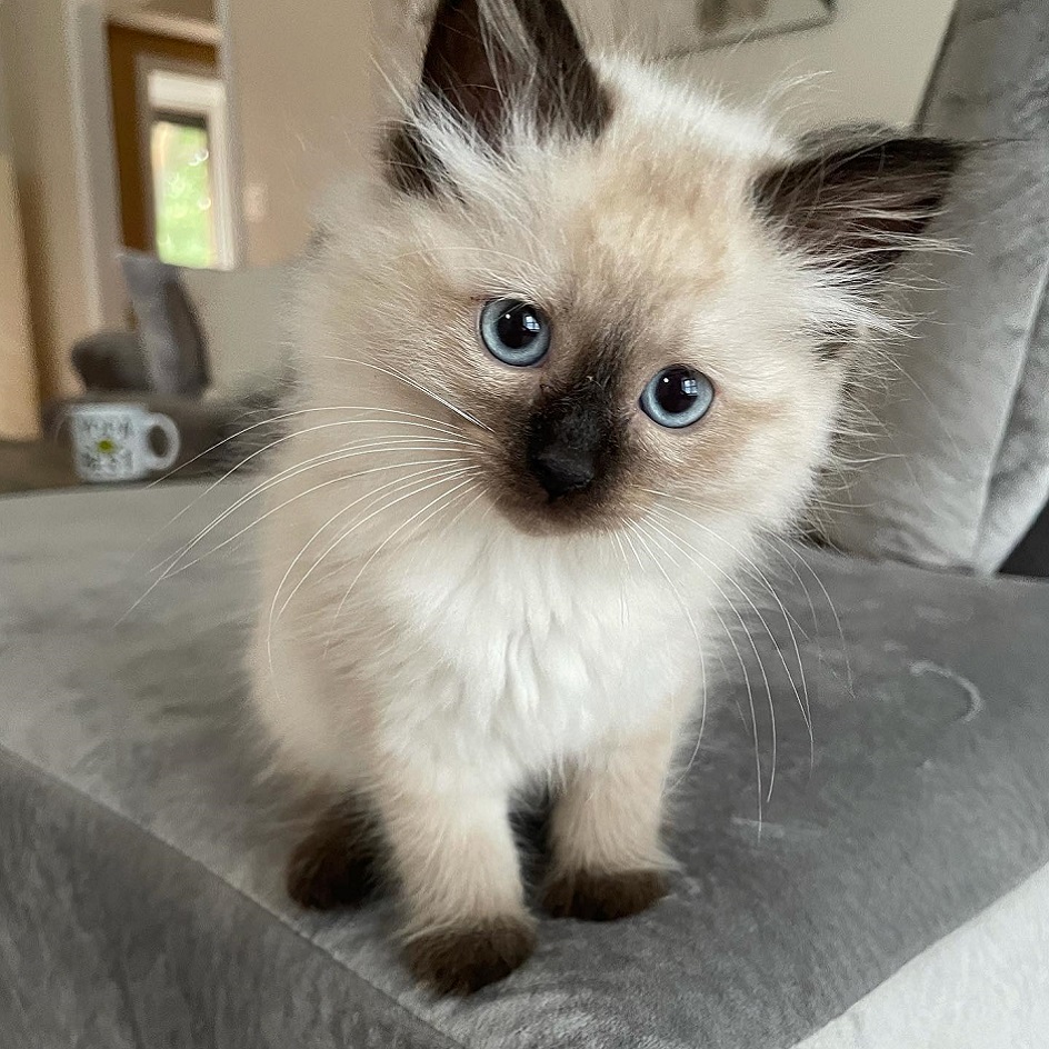 Where to buy Ragdoll kittens in Australia Where to buy Ragdoll kittens in Australia