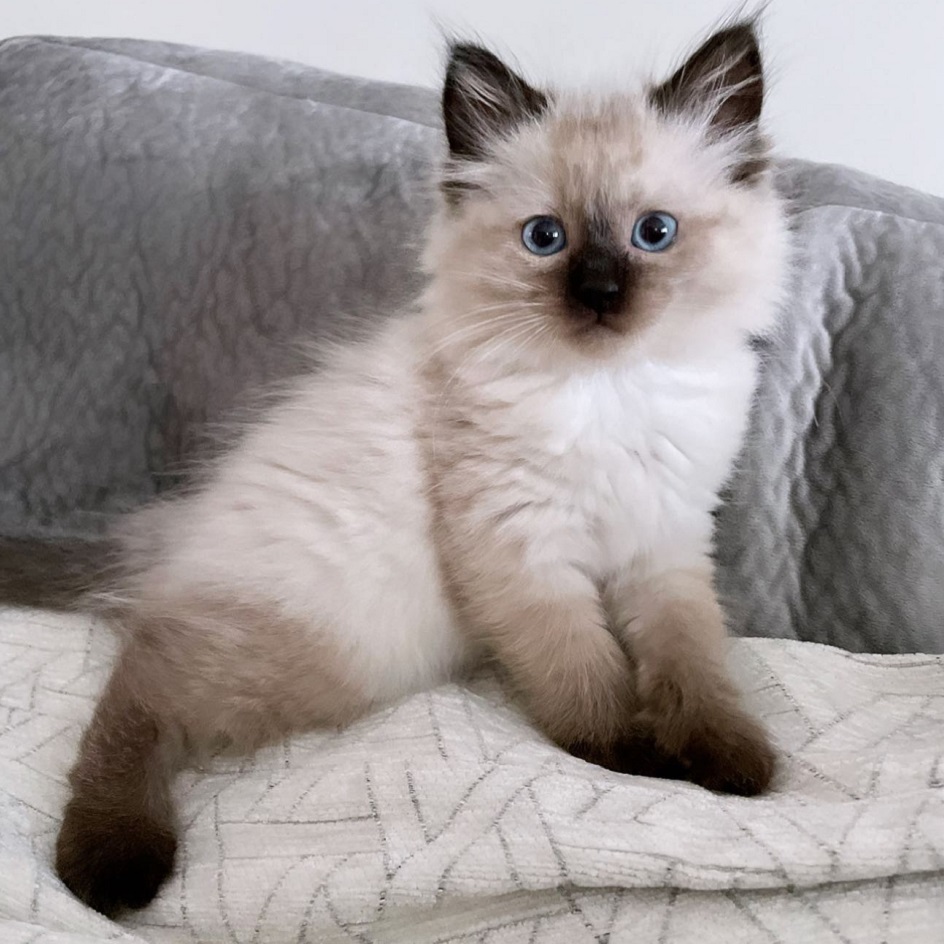 Ragdoll Kittens for Sale in Australia Ragdoll Kittens for Sale
