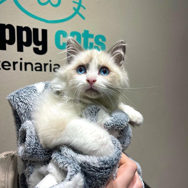 Registered & Healthy Kittens Registered & Healthy Kittens
