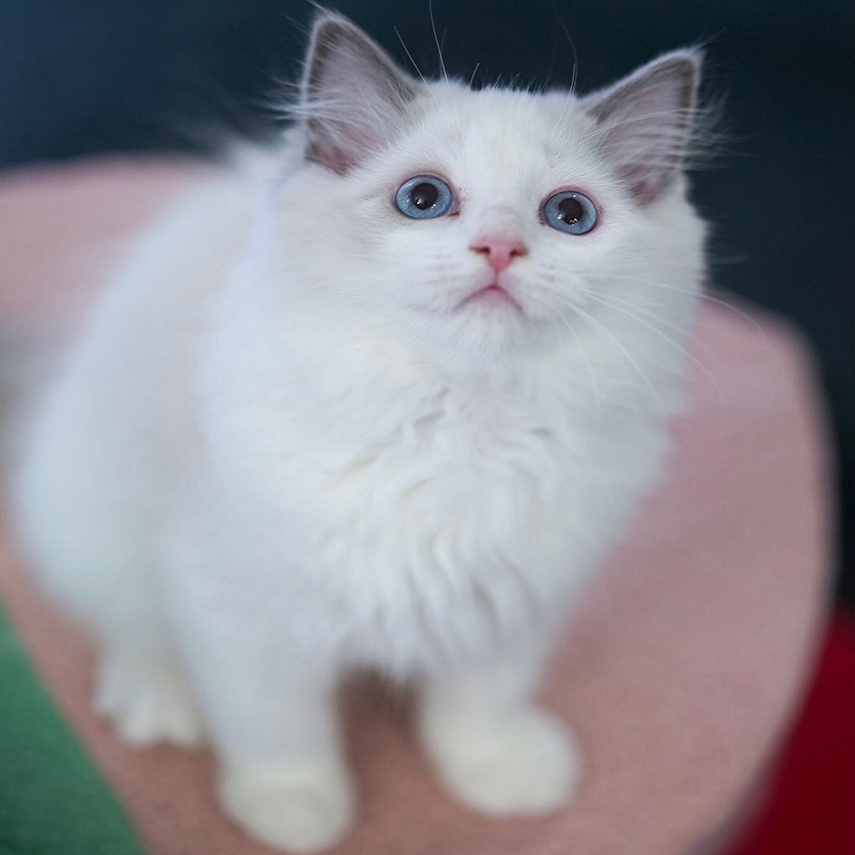 Best Ragdoll breeder in Australia Best Ragdoll breeder in Australia