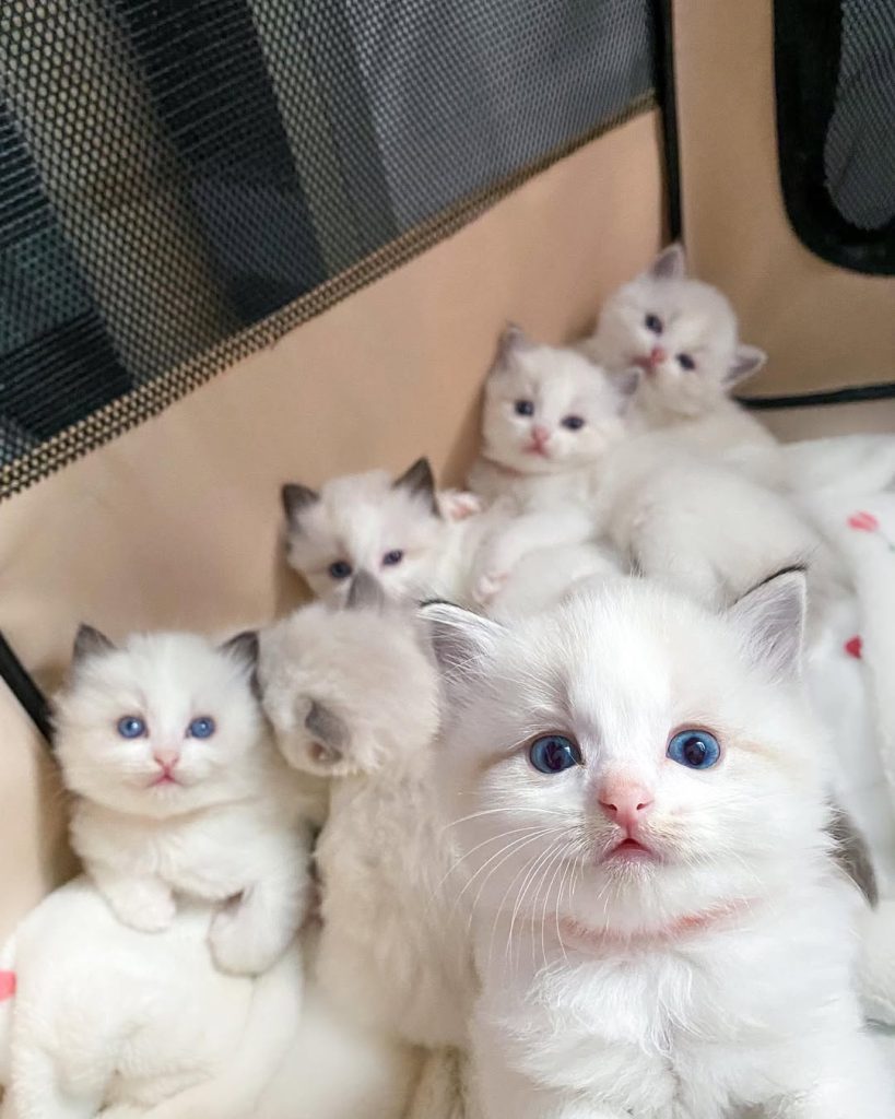 Ragdoll kittens Adelaide