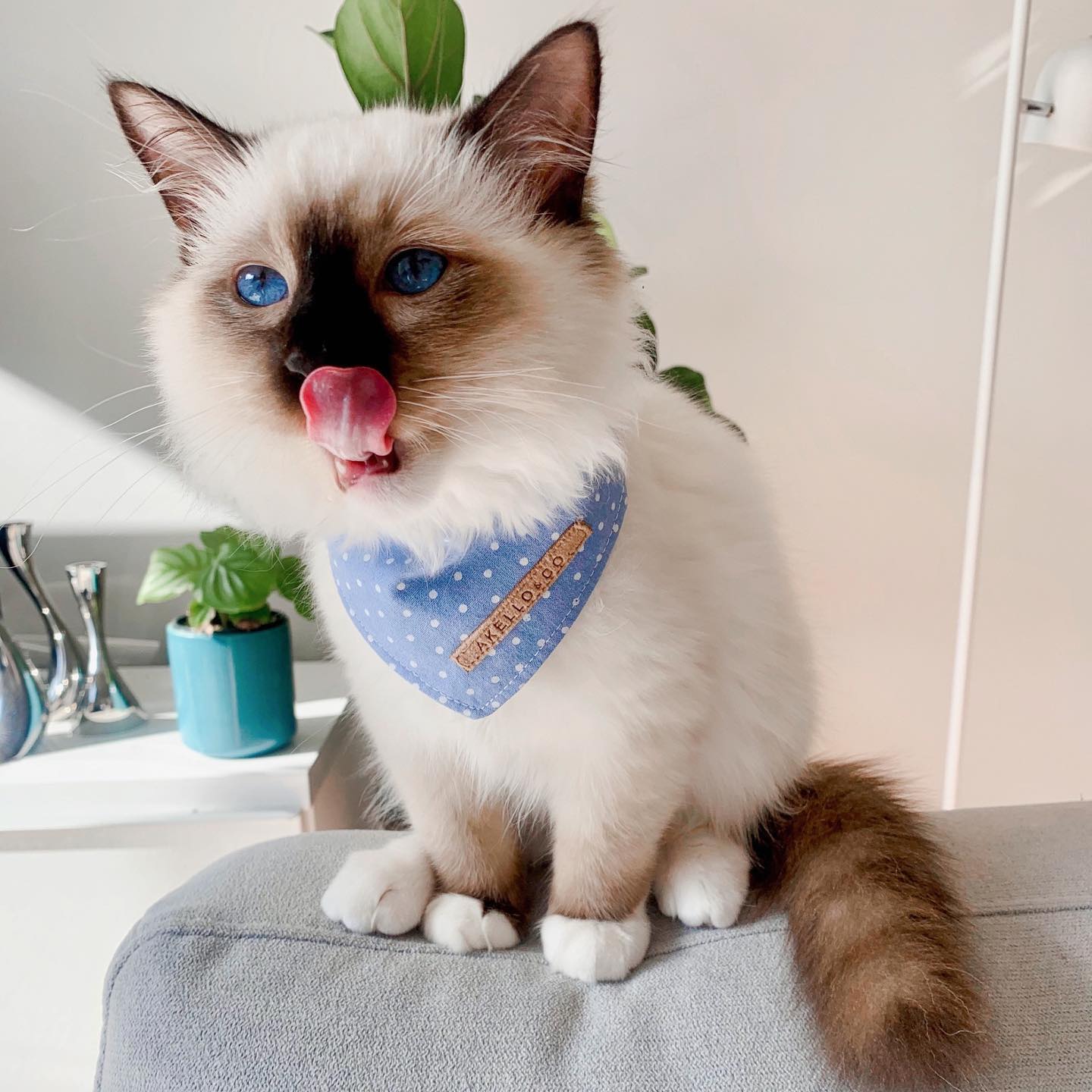 Healthy Ragdoll kittens for sale Healthy Ragdoll kittens for sale