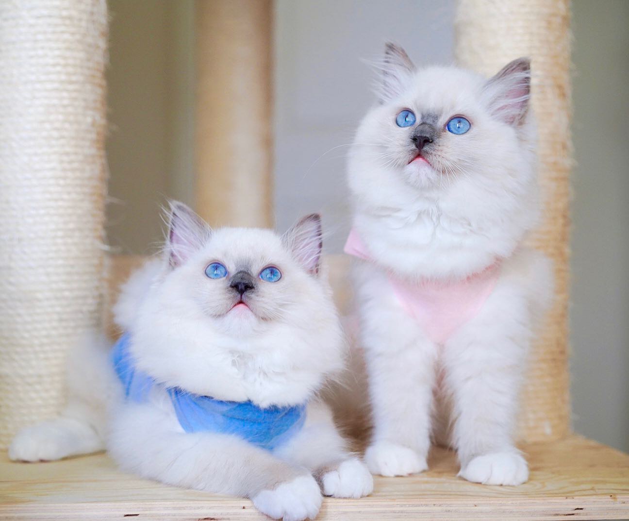 Ragdoll Kittens for Sale in Australia Ragdoll Kittens for Sale in Australia